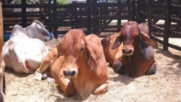 En el departamento de La Guajira hay predios vacunados 974 en donde existen 26.594 animales bovinos.