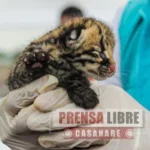 Cormacarena y Bioparque Los Ocarros lideran este fin de semana donatón para beneficiar a animales neonatos