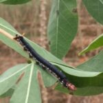 Cultivos de yuca en La Guajira son libres del gusano Cachón