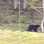 Habitantes de Córdoba están preocupados por la presencia de un oso que estaría atacando al ganado