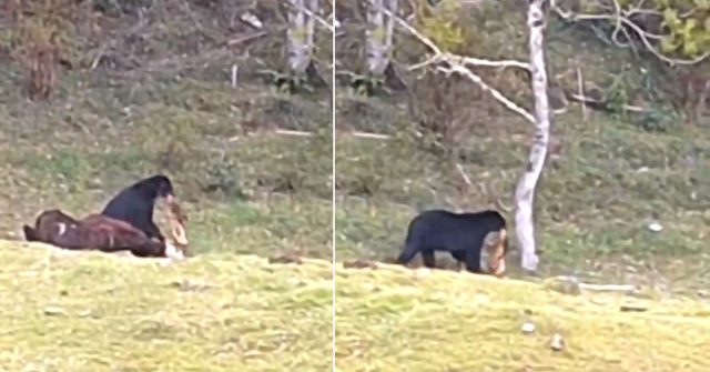 Habitantes de Córdoba están preocupados por la presencia de un oso que estaría atacando al ganado