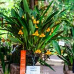 Maxillaria Molitor, es la orquídea ganadora de la XVIII Exposición Nacional de Orquídeas de Manizales