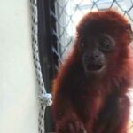 No más maltrato: rescatan a un mono aullador que estaba amarrado en el patio de una casa