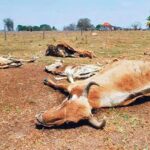 reses muertas calor