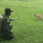 Policía logra la incautación de un venado.