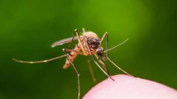 Preocupantes son las cifras de casos de dengue en el Valle del Cauca