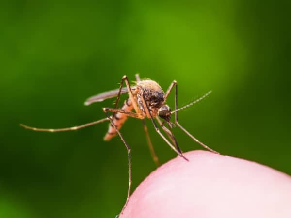 Preocupantes son las cifras de casos de dengue en el Valle del Cauca