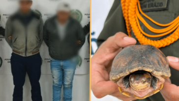 Rescate de tortugas y siete personas capturadas por afectación a la fauna y flora en Nariño