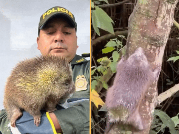 Se hizo el rescate y regreso a casa del Puercoespín, que había llegado a una casa de Obonuco en Pasto