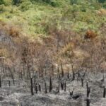 Se impulsará la restauración ecológica en áreas afectadas por incendio de cobertura vegetal