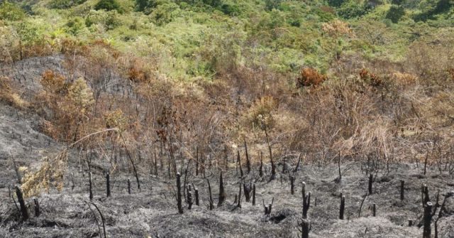 Se impulsará la restauración ecológica en áreas afectadas por incendio de cobertura vegetal