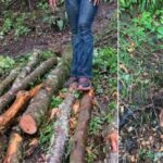 Suspendieron la tala ilegal de 21 árboles en la vereda Cocora