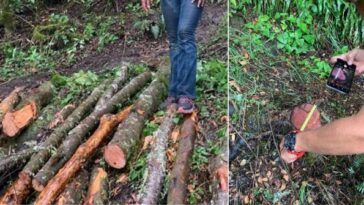 Suspendieron la tala ilegal de 21 árboles en la vereda Cocora