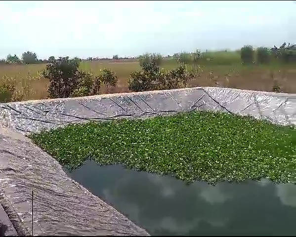 Una asociación de campesinos de Puerto Carreño pide ayuda para salvar su proyecto piscícola