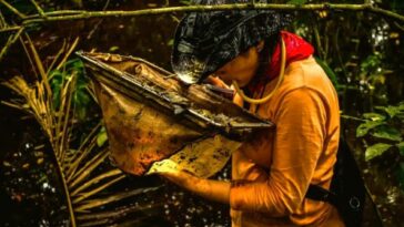 Uniquindiana se destaca en Inglaterra por su trabajo investigativo de escarabajos acuáticos