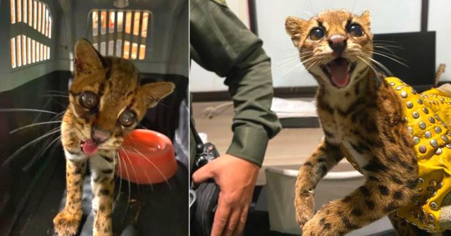 ¡En casa! Fue liberado el hermoso tigrillo rescatado ayer en Génova