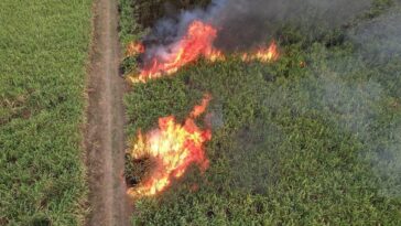 13 hectáreas de cultivos de caña fueron consumidas por un incendio en Viterbo
