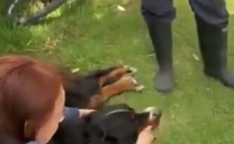 «Arrastrado y con la lengua afuera»: Dos mujeres rescatan a un perro maltratado