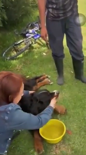 «Arrastrado y con la lengua afuera»: Dos mujeres rescatan a un perro maltratado