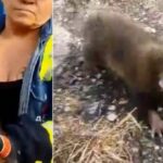 Bebé mapache que lloraba desconsolado, fue rescatado tras un incendio forestal en Puerto Wilches