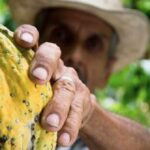 Cacao, café y plátano, darán nuevas oportunidades en el Quindío