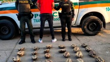 Continúan las capturas por venta ilegal de hicoteas en Córdoba