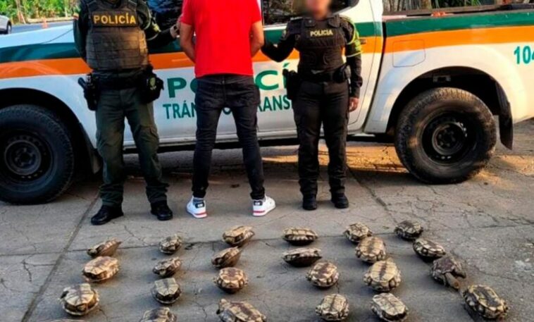 Continúan las capturas por venta ilegal de hicoteas en Córdoba