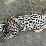 Encuentran tigrillo sin vida en vía Montelíbano- La Apartada