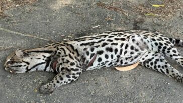 Encuentran tigrillo sin vida en vía Montelíbano- La Apartada