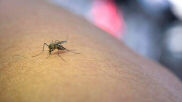 Evaluación y medidas preventivas ante creciente número de casos de dengue en Armenia