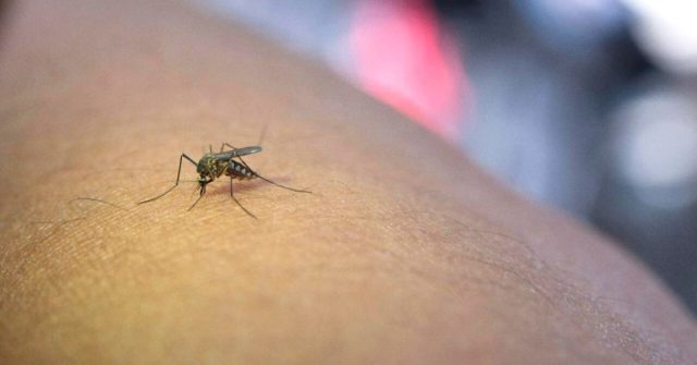 Evaluación y medidas preventivas ante creciente número de casos de dengue en Armenia