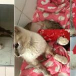 Falso veterinario que operaba sin licencia a los animales en Cali fue judicializado