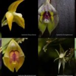 Farallones de Cali revela ocho orquídeas recién descubiertas, bautizadas en honor a mujeres pioneras de Colombia