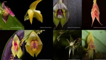 Farallones de Cali revela ocho orquídeas recién descubiertas, bautizadas en honor a mujeres pioneras de Colombia