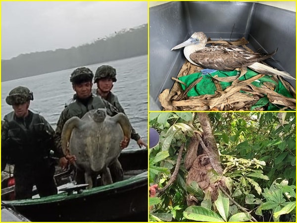 Al parecer estas especies pretendían ser comercializadas como mascotas y para el consumo humano, que pone en riesgo su preservación, afectando el ecosistema en Nariño.