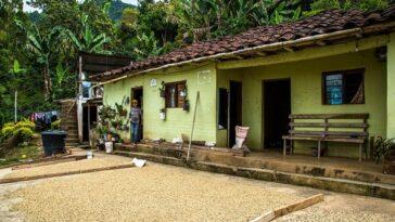 Este renglón productivo del café, es fundamental para la vida económica de Nariño, por cuanto genera alrededor de 31 mil empleos permanentes.