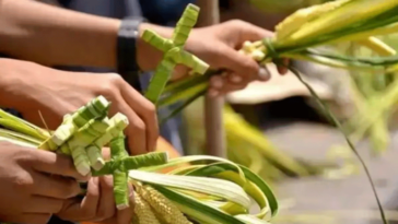 MinAmbiente exhorta al uso del amero de maíz y no de la palma de cera en Semana Santa