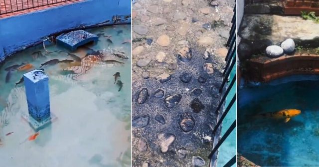 Muerte de peces en la fuente de Circasia por derrame de aceite causó indignación