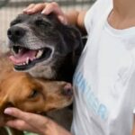Nueve mascotas fueron rescatadas y están listas para adopción en Armenia