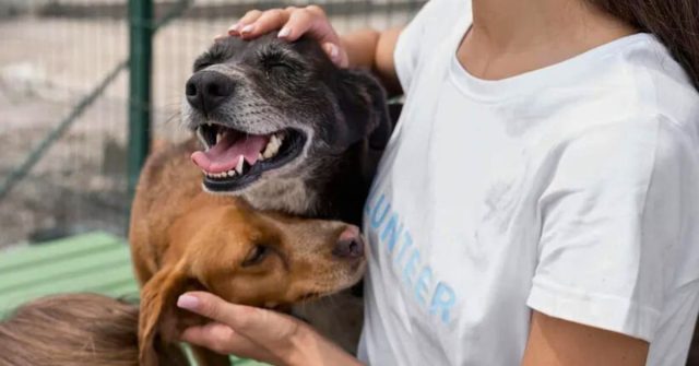 Nueve mascotas fueron rescatadas y están listas para adopción en Armenia