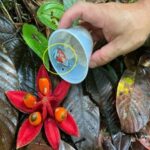 Las ranas venenosas habían sido extraídas de su hábitat natural en Nariño y pretendían ser llevadas a Brasil sin los respectivos permisos