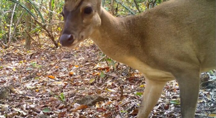 Venado