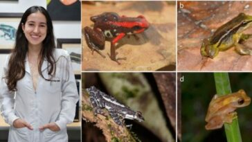 Uniquindiana realizó la primera investigación en Colombia sobre la lateralidad en ranas y sapos