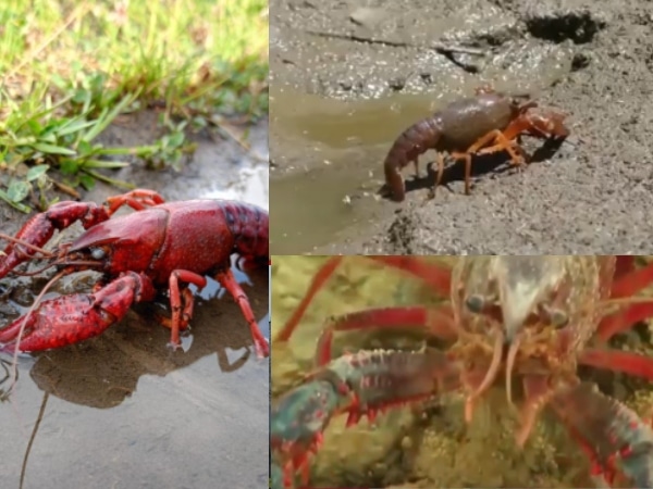 ¡Ojo! consumo o manipulación del cangrejo rojo americano, una amenaza para la salud