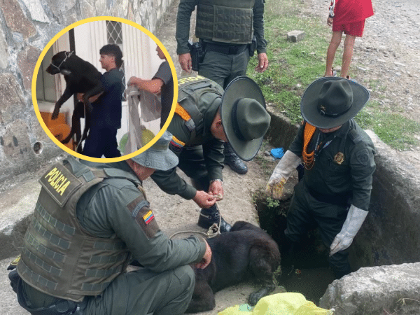 ‘Pucho’ el perrito que cayó en alcantarilla y estuvo ahí por mucho tiempo, fue rescatado en Sandoná