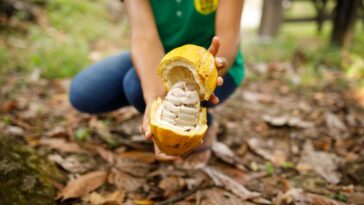 Auge del cacao en América Latina: oportunidades y desafíos en un mercado en evolución