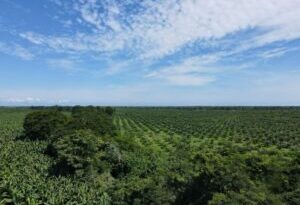 Colombia es uno de los países latinoamericanos que más desperdicia agua en la agricultura