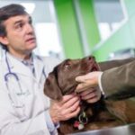 Conozca más sobre la Leptospirosis Canina que puede afectar a los humanos