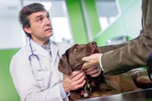Conozca más sobre la Leptospirosis Canina que puede afectar a los humanos