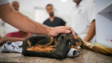 EL GUARDIÁN SE RENUEVA | Será un albergue para animales sin hogar